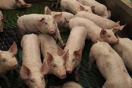 Производство свиней за семь месяцев 2019 года увеличилось на 5,2%