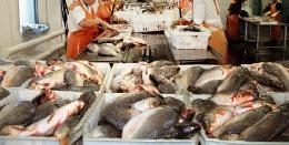 За три года объем рыбопереработки в Томской области вырос на 53 процента 