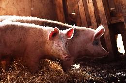 В Китае накажут две свинофермы за сокрытие АЧС