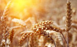В России впервые за семь лет получена пшеница 1-го класса