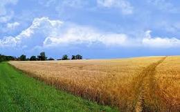 Что делать, если нет возможности обрабатывать земли сельхозназначения, либо отсутствует необходимость в земельном участке?