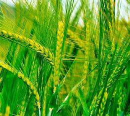 Экспортные цены на российскую пшеницу снижаются уже 7 недель 
