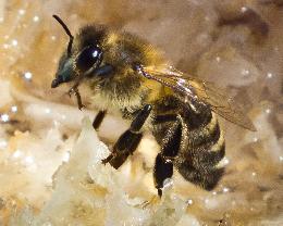 Асиновский пчеловод проведет мастер-класс для пасечников Томской области