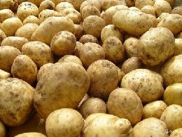 17,3 тонны урожая собрали участники акции «Социальный картофель»