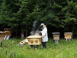 Пчеловодов Томской области приглашают на практический семинар с выездом на пасеку