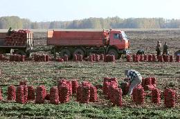 Минсельхоз России: собран рекордный урожай овощей – 16,1 млн тонн 