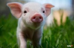 Томская область благополучна по африканской чуме свиней
