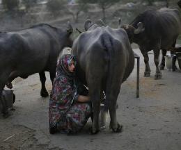 Индия стала крупнейшим производителем молока в мире