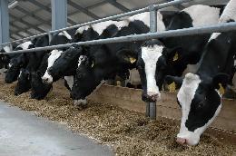 В Новосибирской области будут развивать племенное молочное животноводство