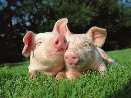 Цены на живых свиней в России выросли на 7%