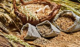 Производители семян в Башкирии вдвое снизили цены из-за стоимости зерна