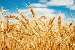 Остатки пшеницы в РФ в конце 2019/20 сельхозгода будут минимальными за последние 5 лет 