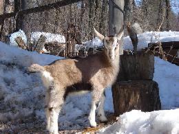 Новая для России порода коз «Альпийская» пригодна для разведения в Томской области