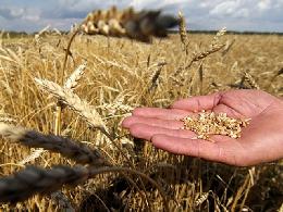 Вице-губернатор Андрей Кнорр: «Хороший урожай на томских полях – результат слаженной работы крестьян и технического перевооружения хозяйств»