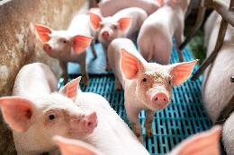 В Томской области поголовье свиней и птицы выросло почти на 2%