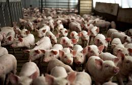 Томская область вошла в пятерку регионов лидеров по приросту производства свинины