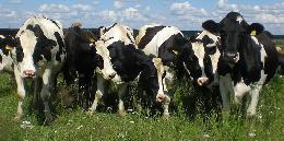 Высшая лига: пять самых высокоудойных коров Томской области содержатся в ЗАО «Дубровское» Кожевниковского района 