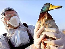 Томская область вошла в зону риска по распространению птичьего гриппа