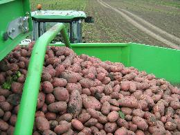 В Томской области приступили к уборке продовольственного картофеля