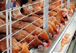 Производство мяса птицы в российских сельхозорганизациях выросло на 8,8%