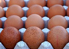 Производство яиц в России снижается шестой месяц подряд