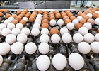 «Сибагро» увеличит производство яиц на 63 %