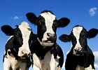 «Список честных» производителей молочной продукции Томской области пополнило хозяйство из Стрежевого