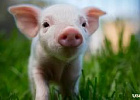 Томская область благополучна по африканской чуме свиней