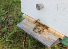 Эксперты расскажут о российских препаратах для лечения пчел