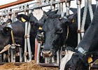 В Татарстане поголовье крупного рогатого скота сократилось почти на 6 тысяч