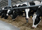 В Новосибирской области будут развивать племенное молочное животноводство