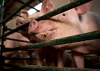 В Томской области увеличилось поголовье свиней