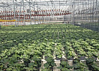 Агрохолдинг «Трубачево» вырастил для томичей более 1 миллиона корней рассады