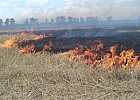 Россельхознадзор напоминает томским хозяйствам о запрете сжигания стерни на землях сельхозназначения