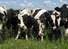 Высшая лига: пять самых высокоудойных коров Томской области содержатся в ЗАО «Дубровское» Кожевниковского района 