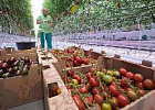 За последние три года в Республике Крым рост производства овощей увеличен на 40%