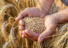 Минсельхоз России планирует ежегодно определять размер квоты на экспорт зерна